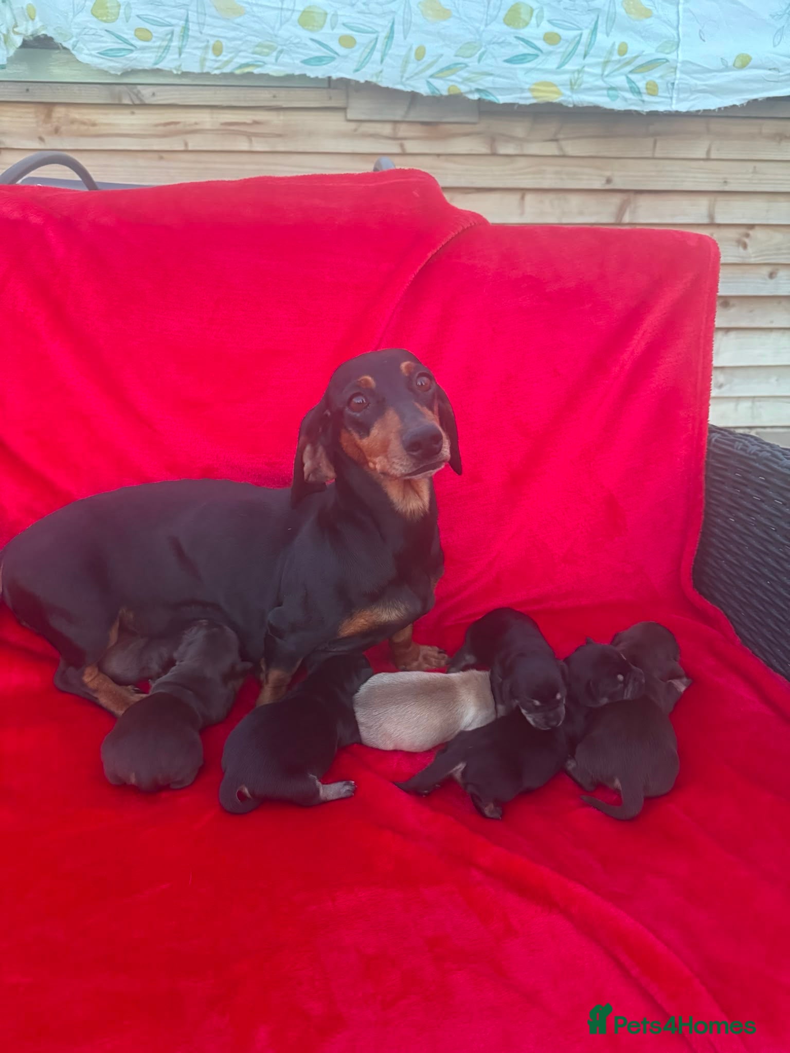 Dachshund dogs DACHSHUND PUPPIES READY 30TH AUGUST S - Advert 10