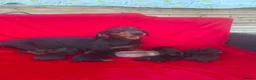 Dachshund dogs for sale: DACHSHUND PUPPIES READY 30TH AUGUST S - Advert 1