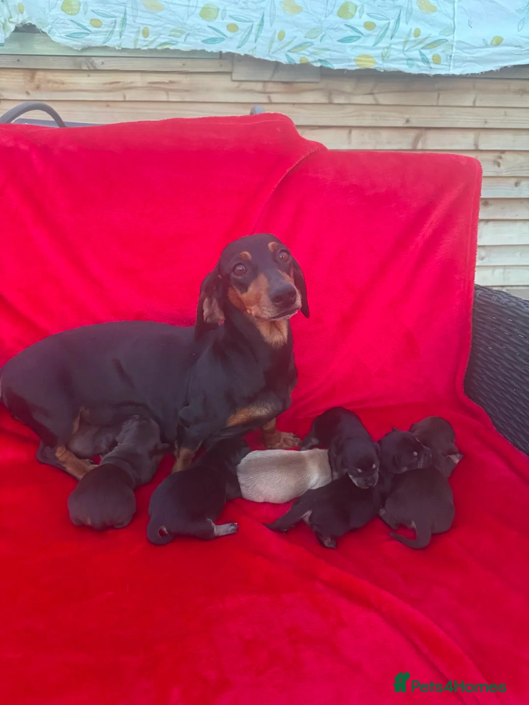 Dachshund dogs for sale: DACHSHUND PUPPIES READY 30TH AUGUST S - Advert 1