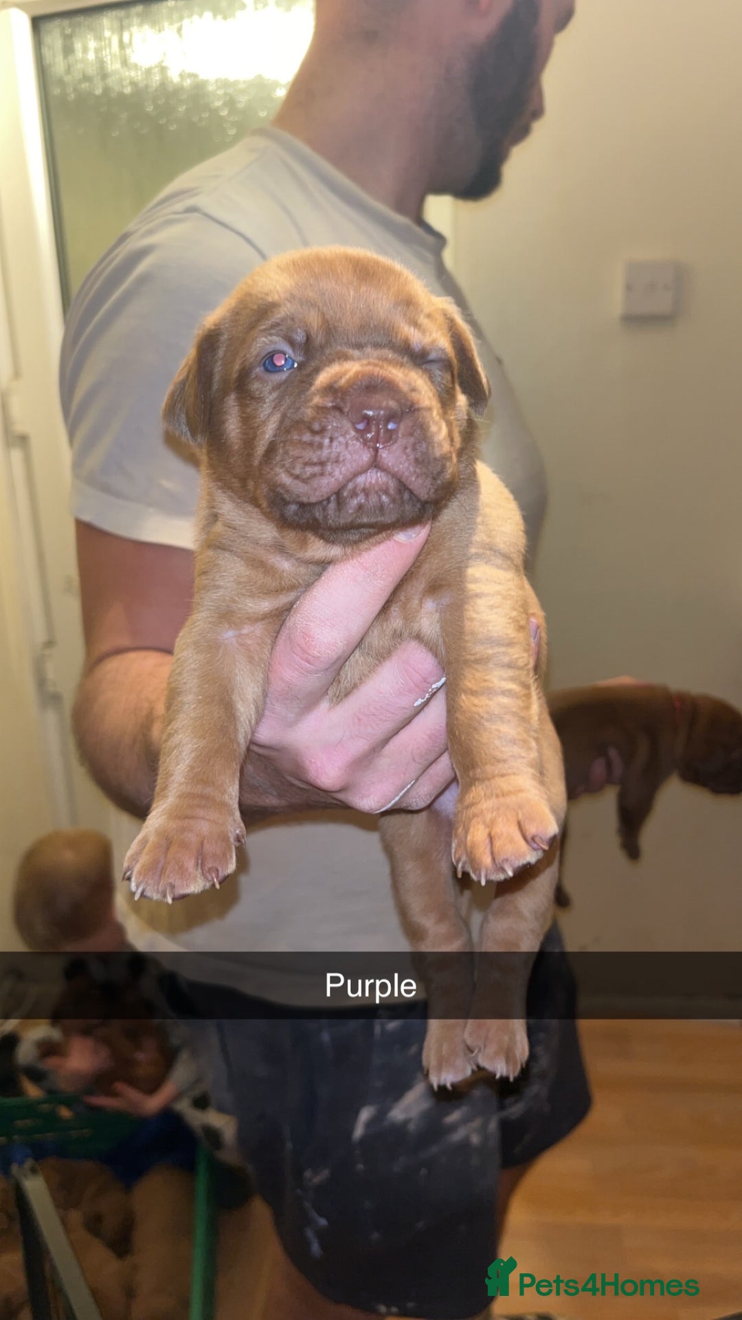 Dogue De Bordeaux dogs for sale: Dogue De Bordeaux Puppies For Sale - Advert 12