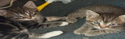 Domestic Shorthair cats for sale: 4 Beautiful Domestic Shorthair Kittens  in Chesterfield - Advert 3