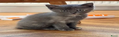 Smokey