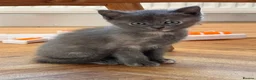 Siamese cats for sale: Beautiful Siamese x Persian kittens ready to go - Advert 13