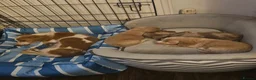 Miniature Dachshund dogs for sale: Miniature Dachshund  - Advert 22
