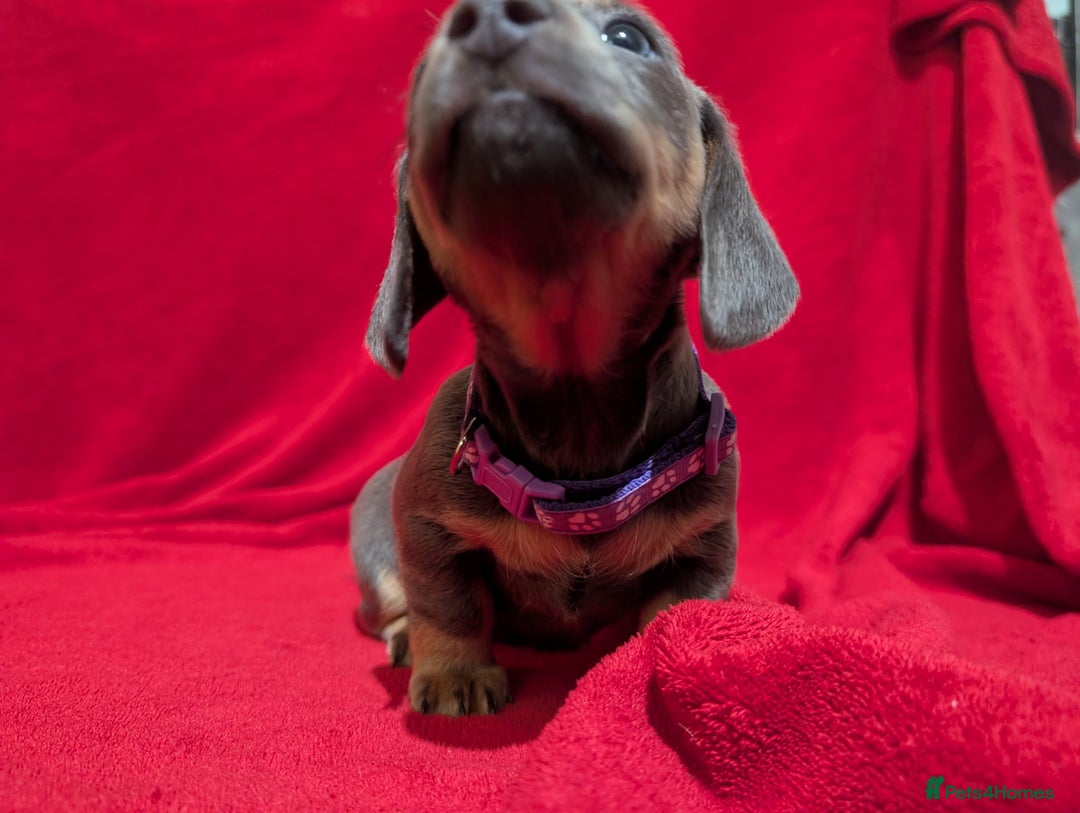 Miniature Dachshund dogs for sale: Miniature dashunds blue and tan - Advert 24