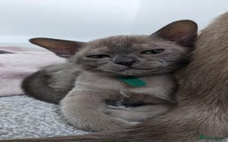 Burmese cats for sale: Burmese kittens for sale in Doncaster - Image 14