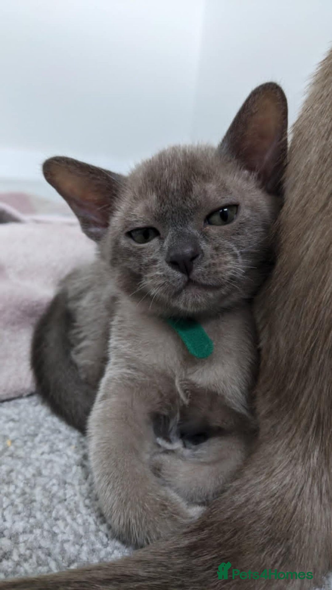 Burmese cats for sale: Burmese kittens for sale in Doncaster - Image 14