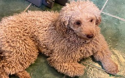 Miniature Poodle dogs for sale: 1.5 years old Miniature Poodle boy for loving home - Image 10