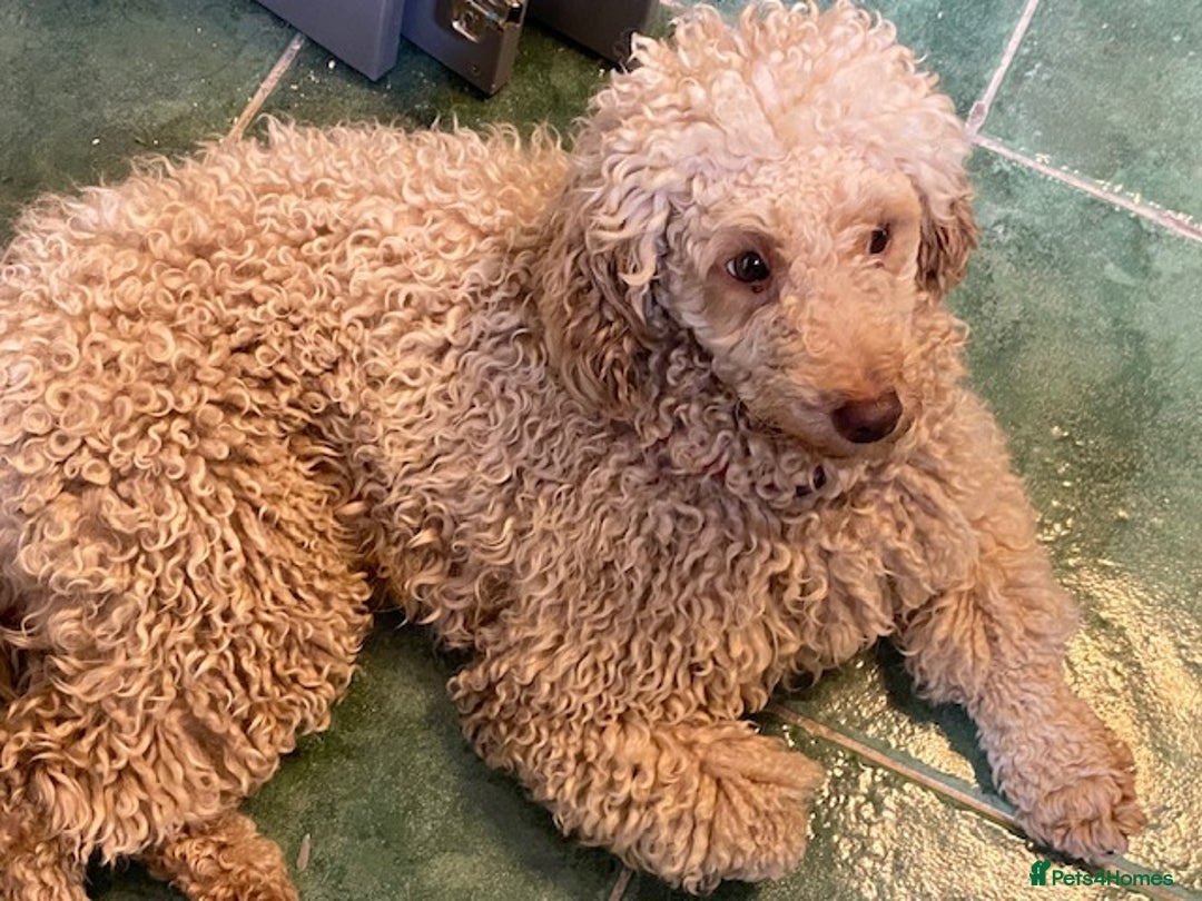 Miniature Poodle dogs for sale: 1.5 years old Miniature Poodle boy for loving home - Image 10