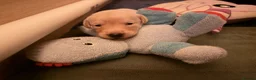 Cockerdor dogs for sale: Cockador Puppies 🐾 - Advert 8