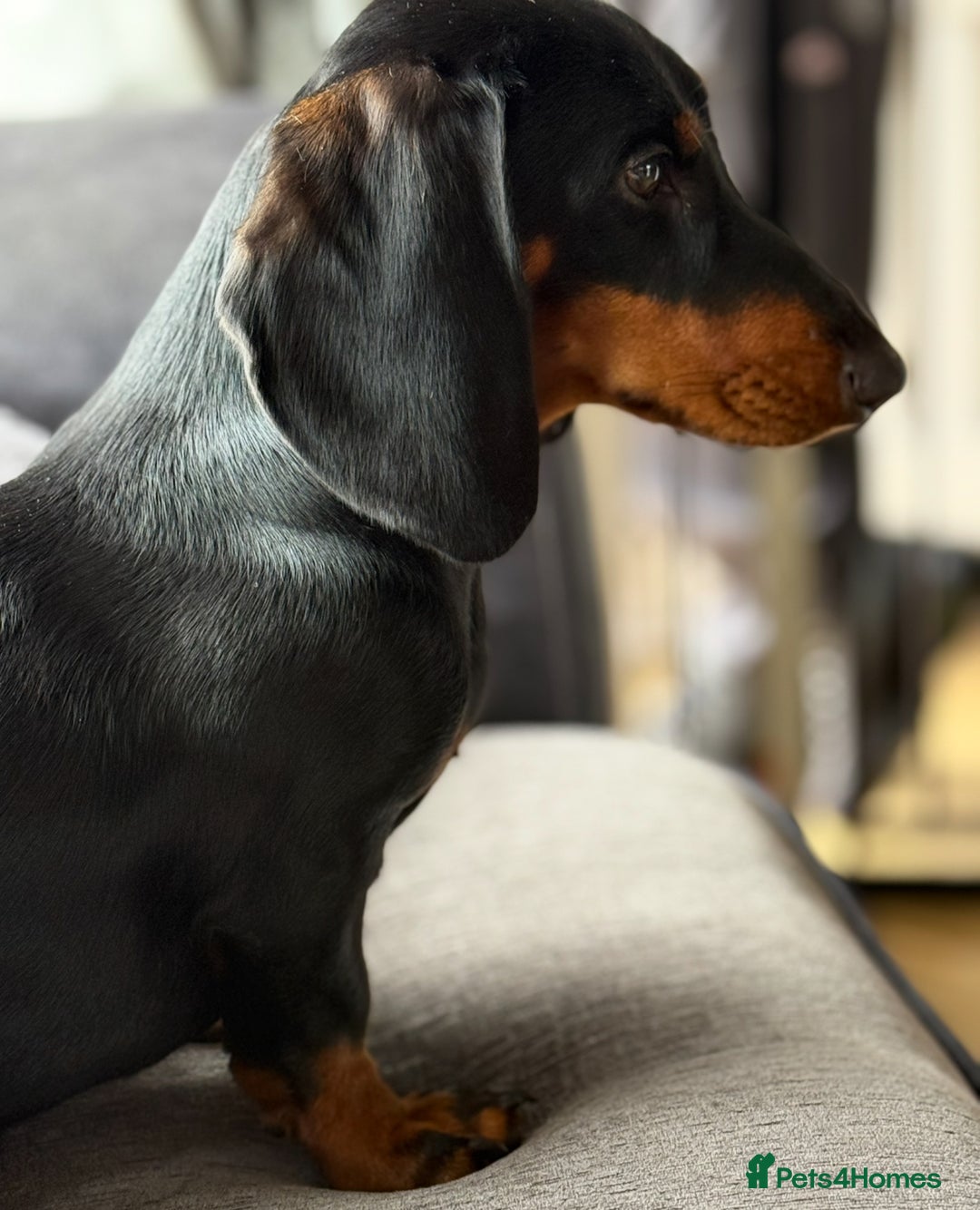 Dachshund dogs for sale: Ruby  - Image 14