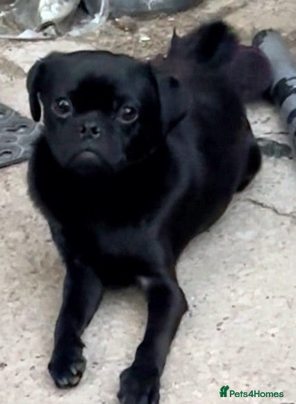 Jug dogs Male Jug 12 month's old - Advert 1