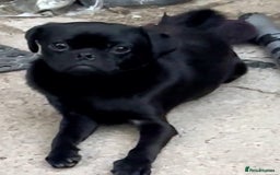 Jug dogs for sale: Male Jug 12 month's old - Image 1