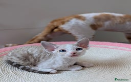 Devon Rex cats for sale: 🐾 Beautiful Devon Rex Kittens💕 - Image 2