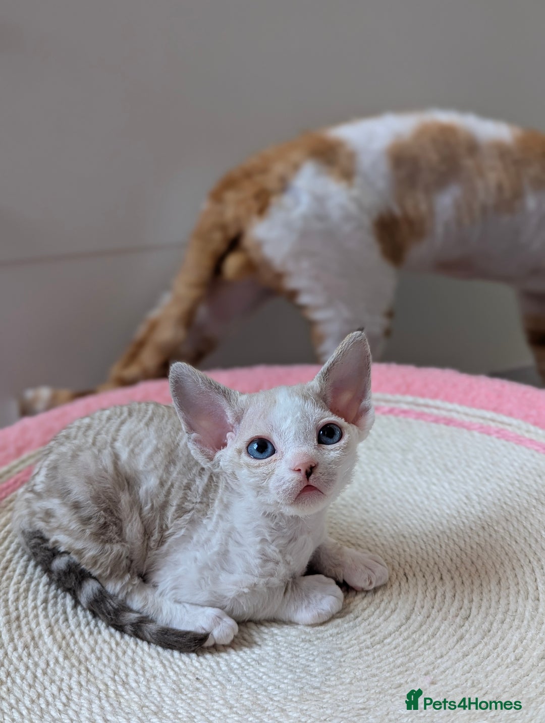 Devon Rex cats for sale: 🐾 Beautiful Devon Rex Kittens💕 - Image 2