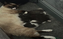 Ragdoll cats for sale: Gorgeous kittens in Nottingham - Image 2