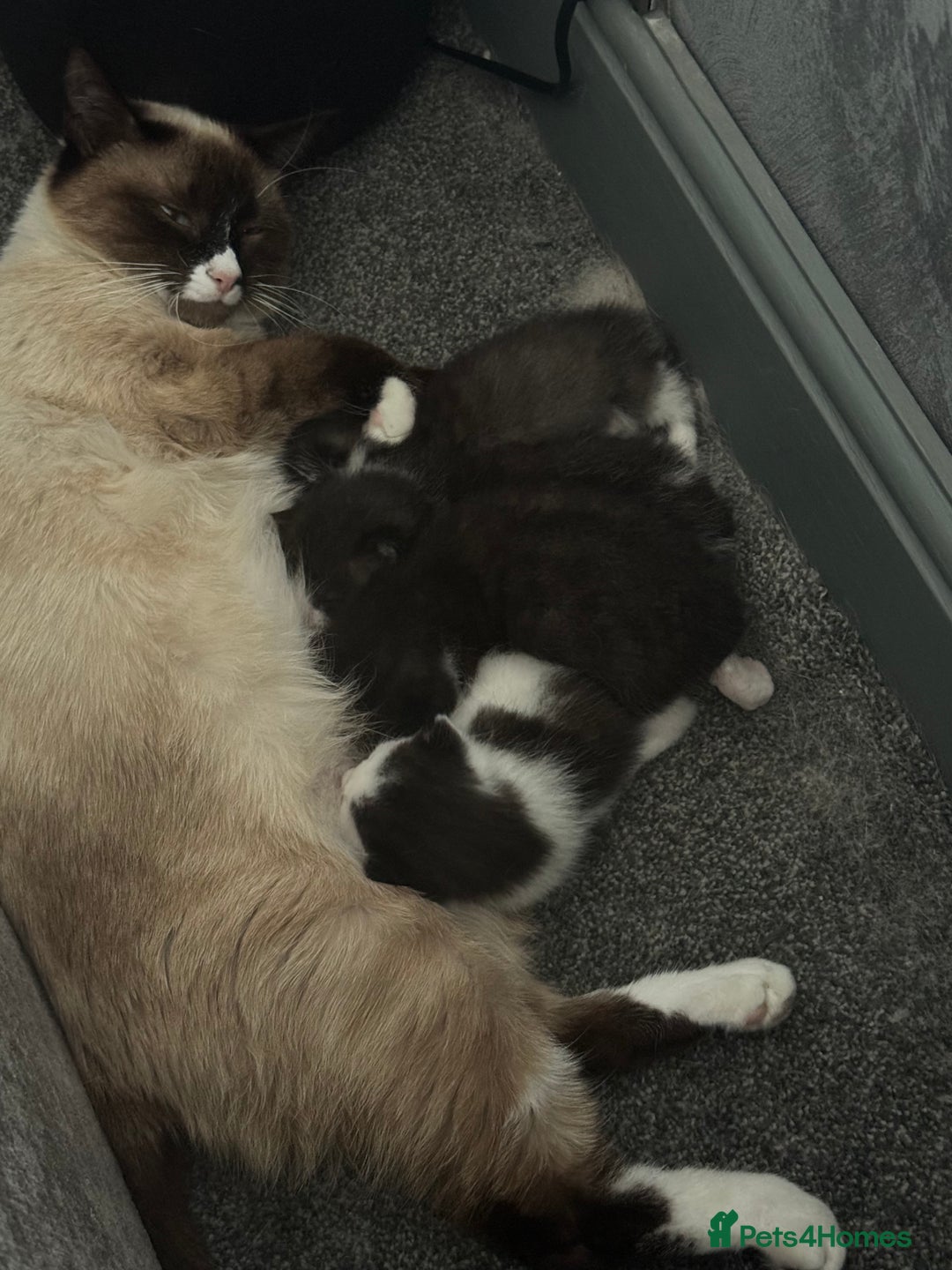 Ragdoll cats for sale: Gorgeous kittens in Nottingham - Image 2