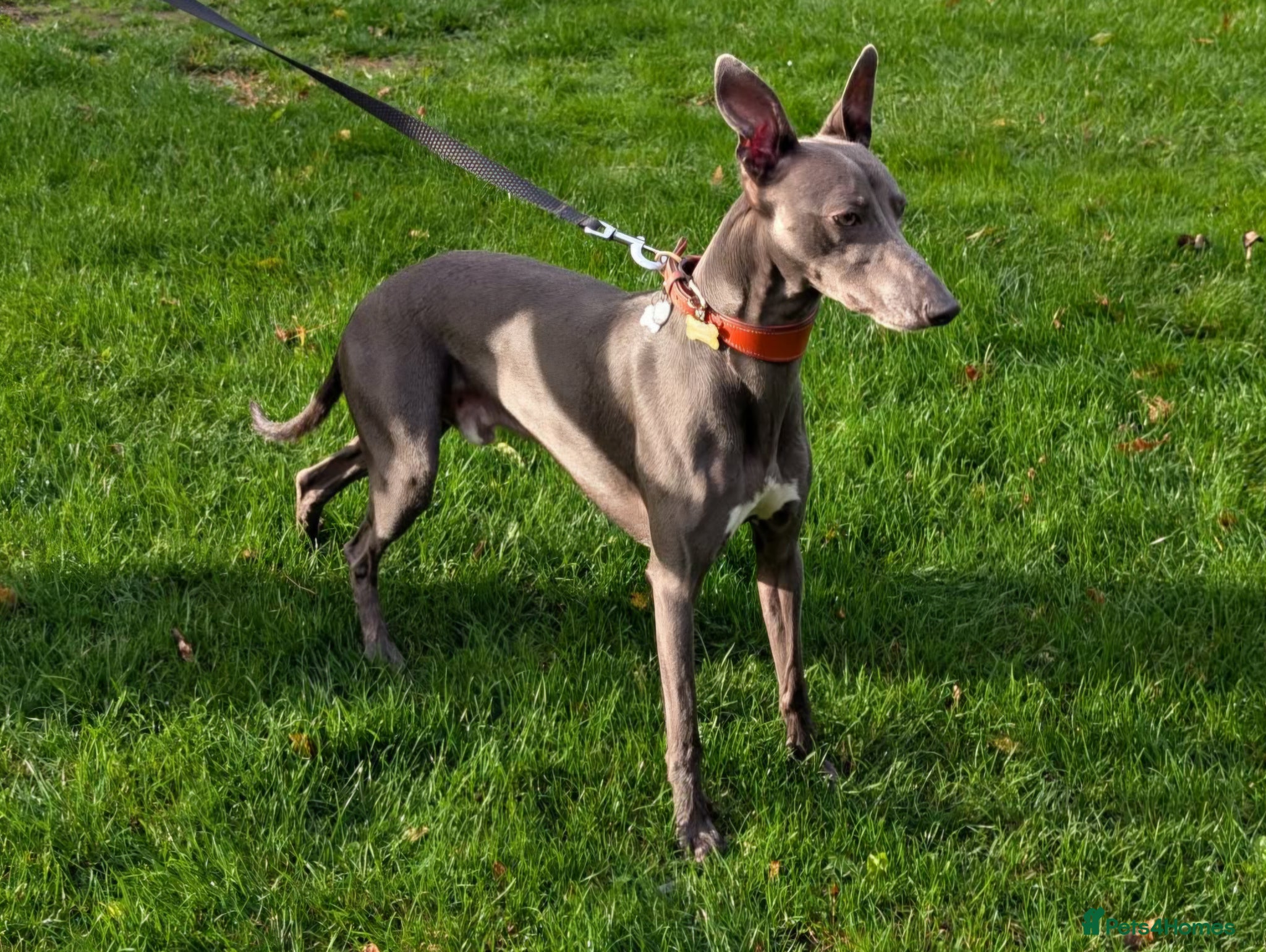 Whippet dogs Proven KC registered blue whippet for stud - Advert 2