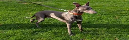 Whippet dogs for stud: Proven KC registered blue whippet for stud - Advert 1