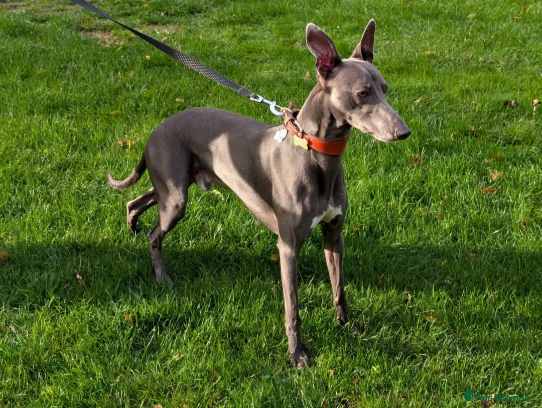 Whippet dogs for stud: Proven KC registered blue whippet for stud - Advert 1