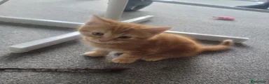 dark ginger