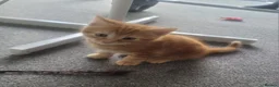 Mixed Breed cats for sale: 3 ginger male kittens, 1 black female kitten - Advert 2