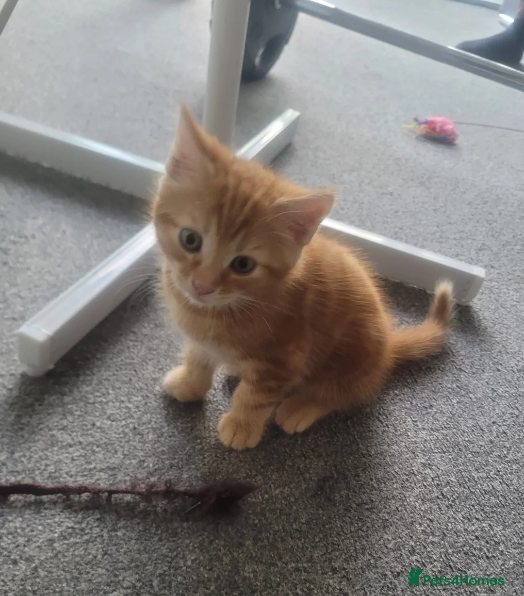 Mixed Breed cats for sale: 3 ginger male kittens, 1 black female kitten - Advert 2