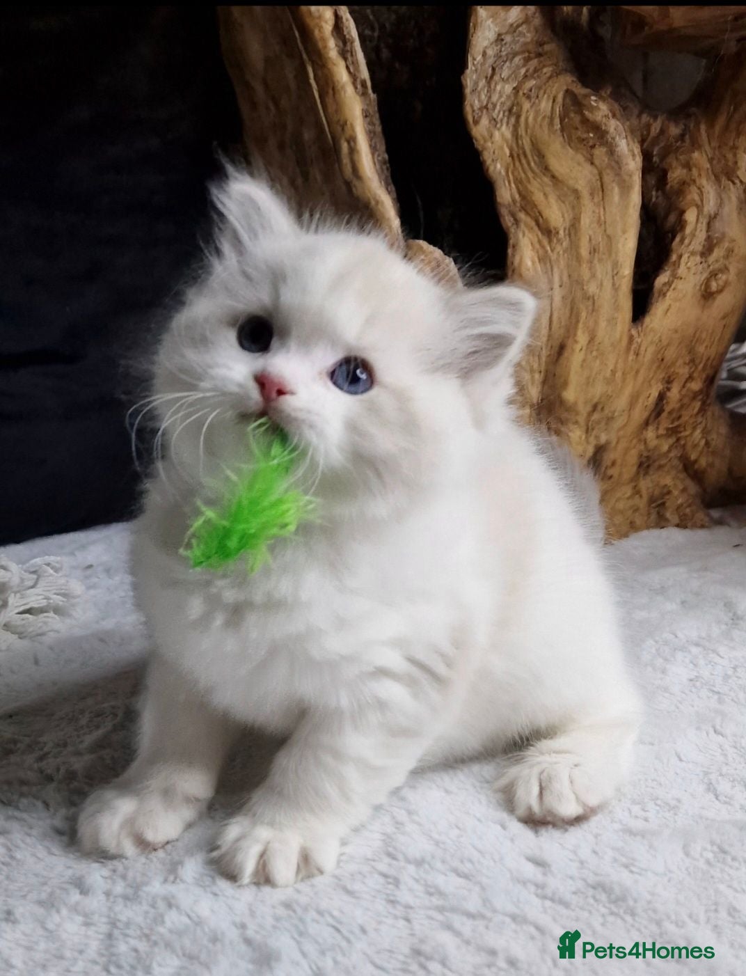 Ragdoll cats 💙✨️🏆Exclusive kittens🐈*TICA Exclusive Ragdolls  - Advert 17