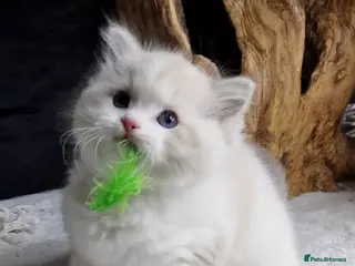 Ragdoll cats 💙✨️🏆Exclusive kittens🐈*TICA Exclusive Ragdolls - Advert 17
