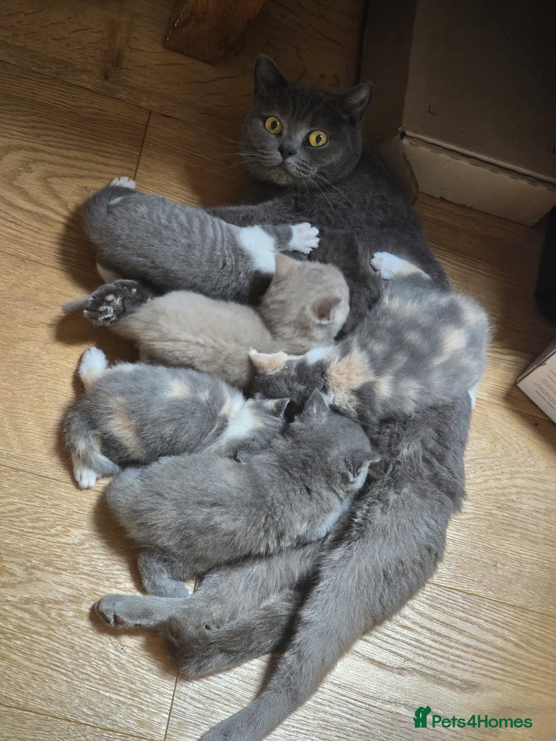 British Shorthair cats for sale: Stunning GCCF Registered Active Female - Advert 4