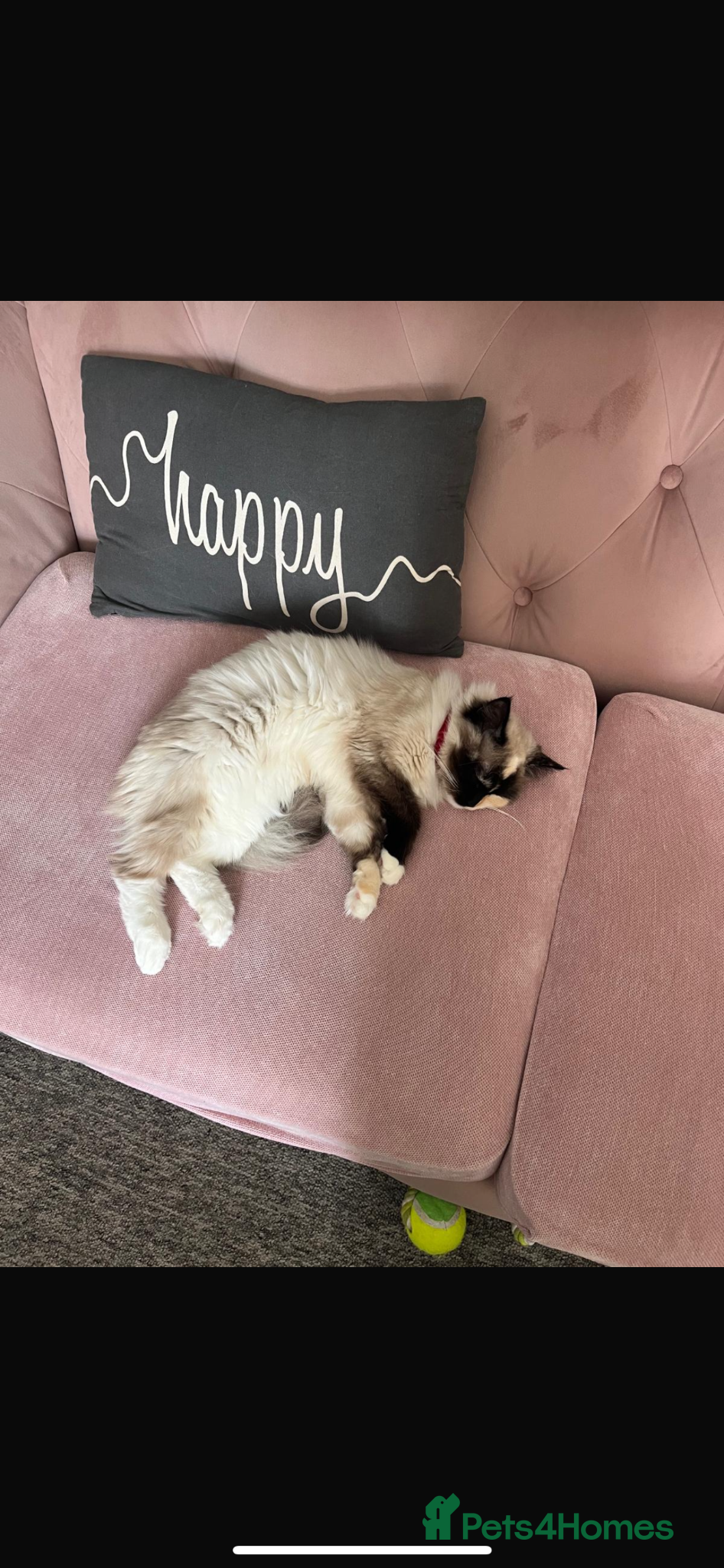 Ragdoll cats for sale: Blue eyed female Ragdoll for sale!  - Advert 5
