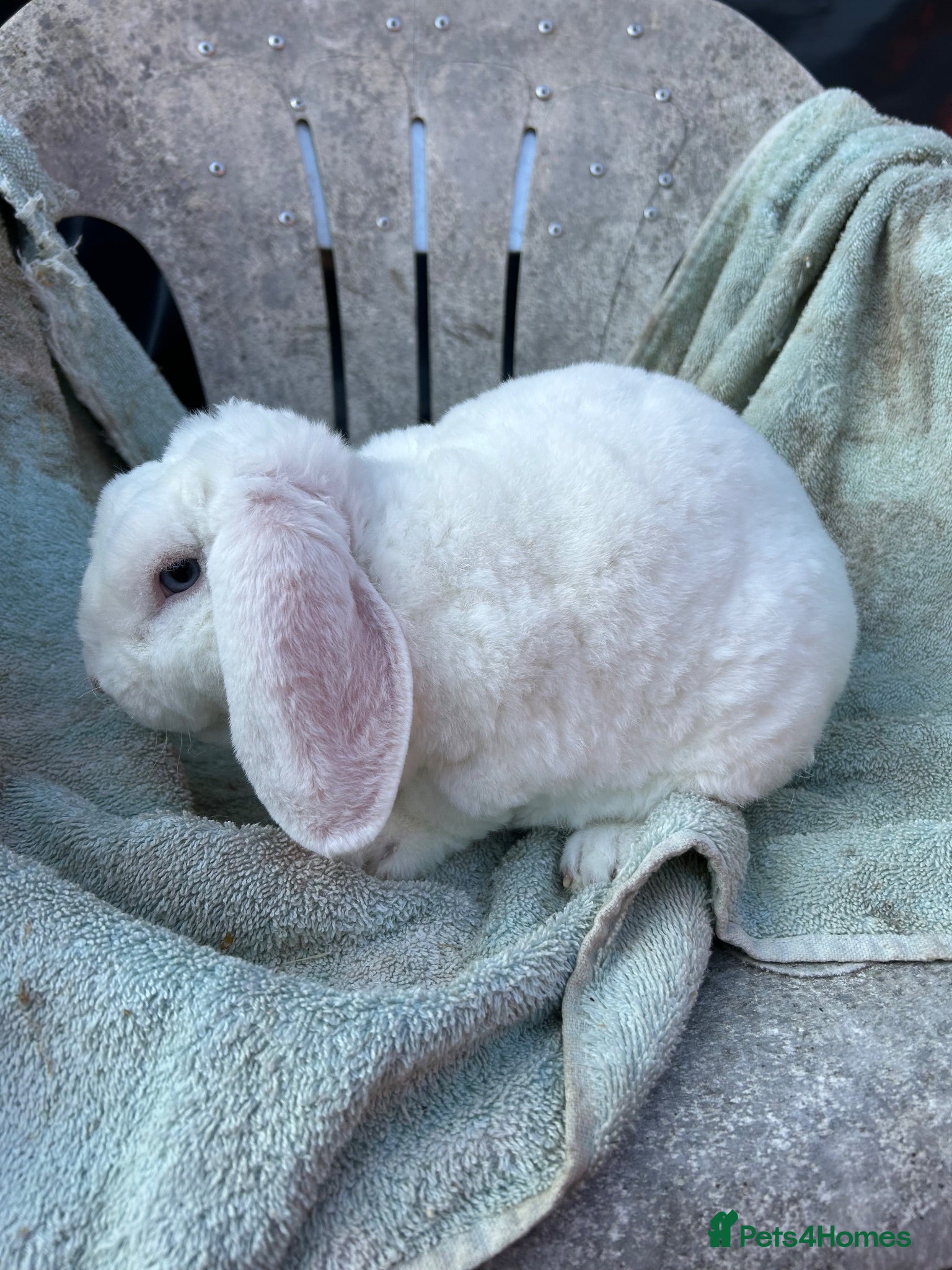 Mini Lop rabbits Blue eyed white mini plush lop - Advert 1