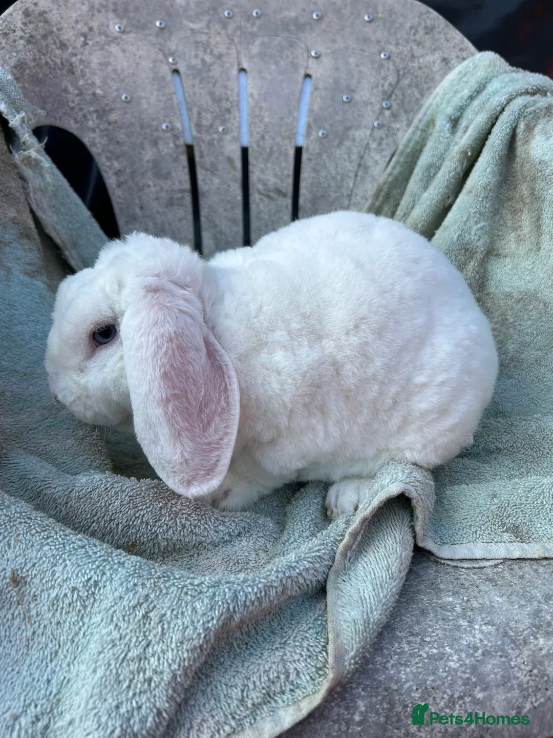 Mini Lop rabbits for sale: Blue eyed white mini plush lop - Advert 1