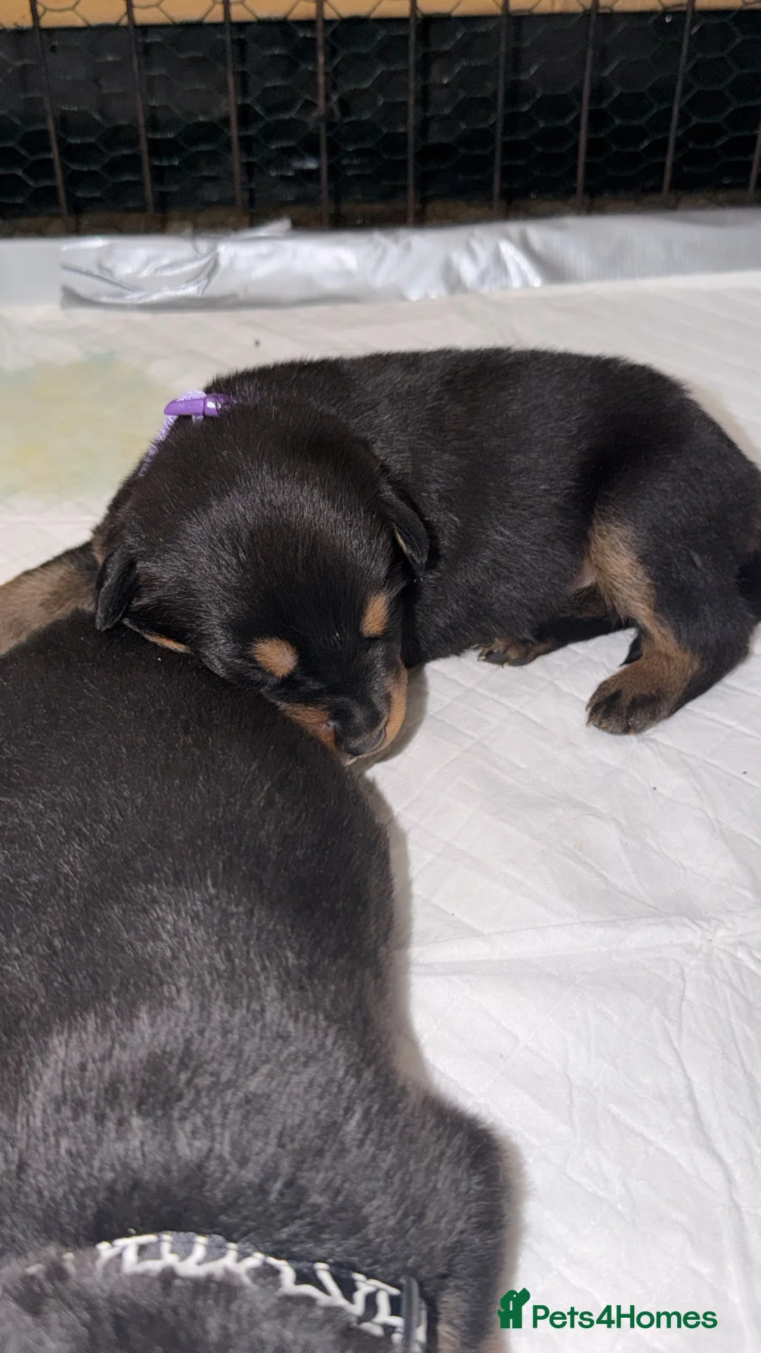 Rottweiler dogs for sale: Rottweiler puppies 1 boy 1 girl left  - Advert 5