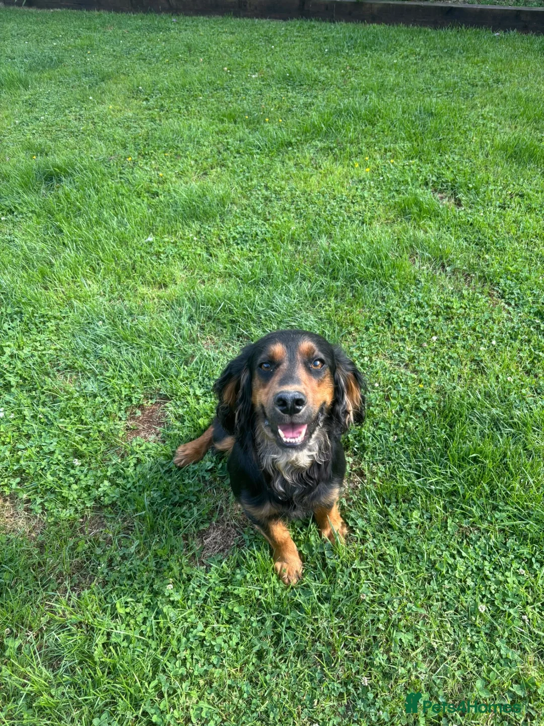 Cocker Spaniel dogs for stud: Kc registered Working Cocker stud dog - Advert 2