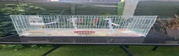 Budgerigars birds for sale: Lovely pair of budgies with cage  - Advert 4