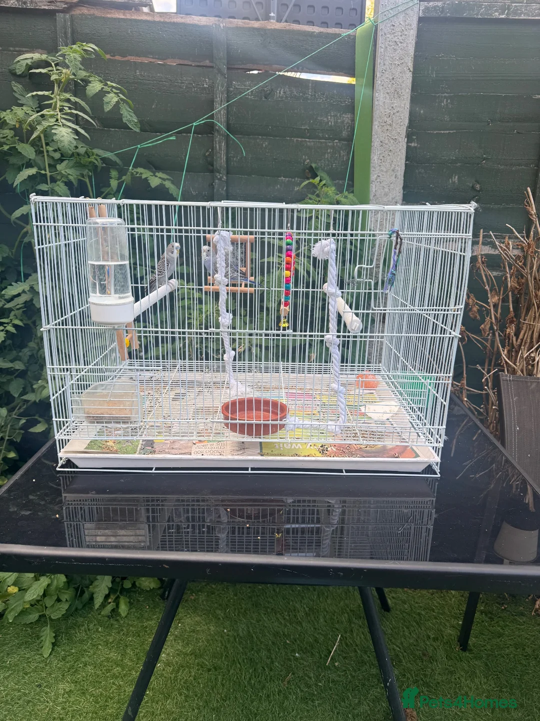Budgerigars birds for sale: Lovely pair of budgies with cage  - Advert 4