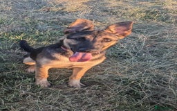 Mixed Breed dogs for sale: Malinois cross - Image 1