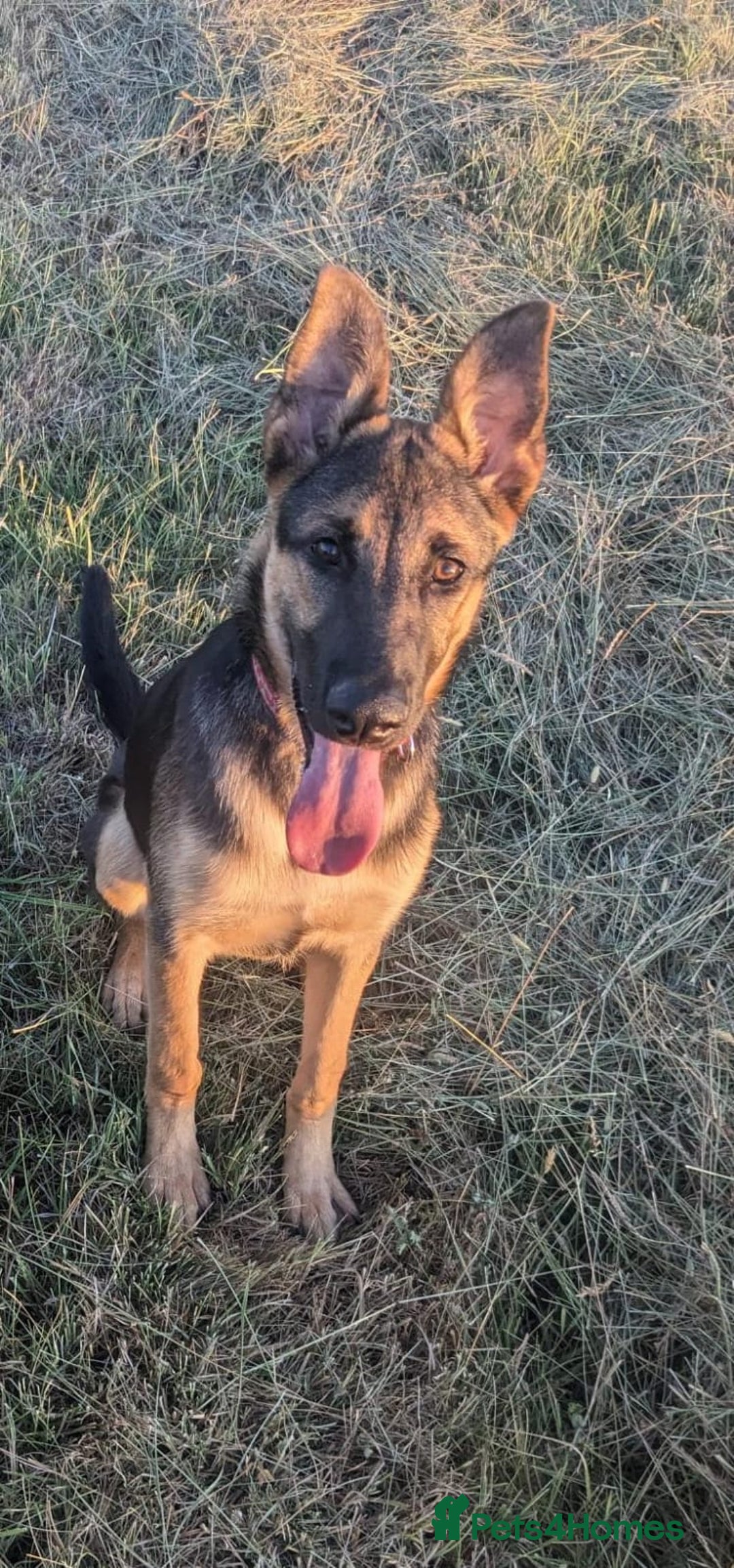 Mixed Breed dogs for sale: Malinois cross - Image 1