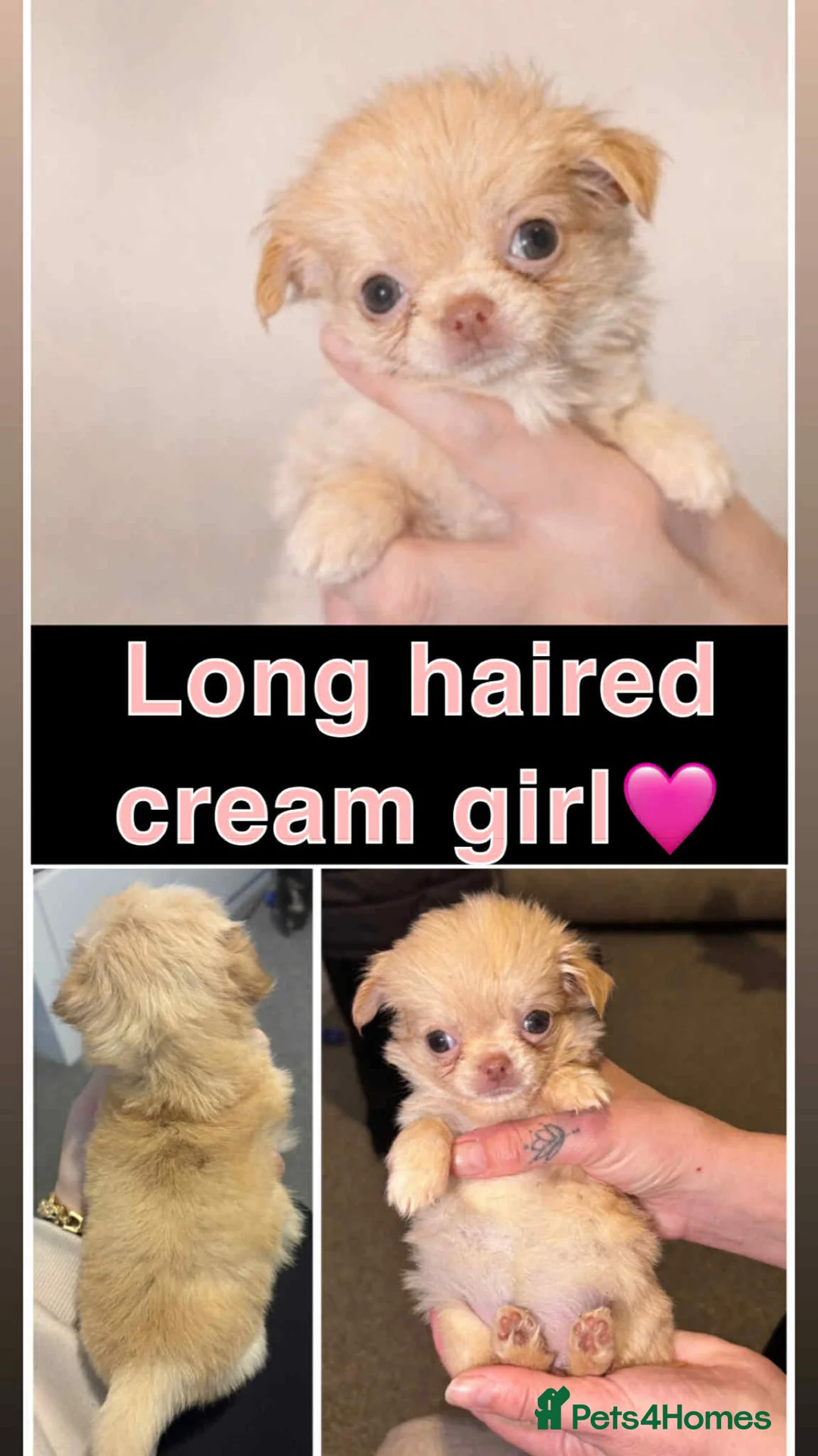 Chihuahua dogs for sale: Long haired chihuahua puppies for sale - Advert 5