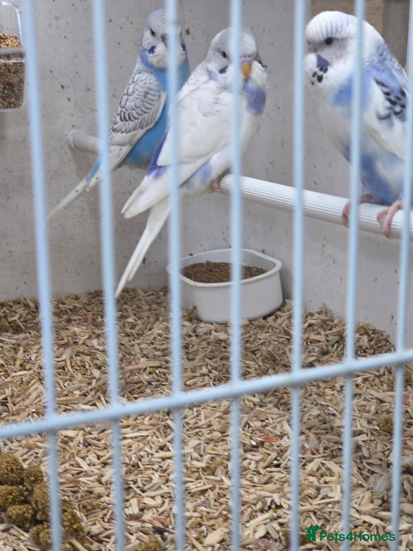 Budgerigars birds Budgies - Advert 1