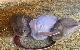Continental Giant rabbits for sale: Continental Giants - Image 1