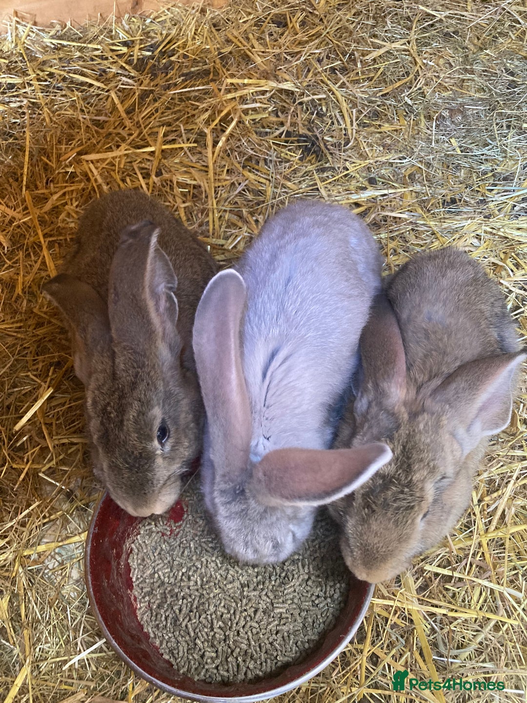 Continental Giant rabbits for sale: Continental Giants - Image 1