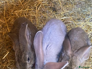 Continental Giant rabbits for sale - Advert 1