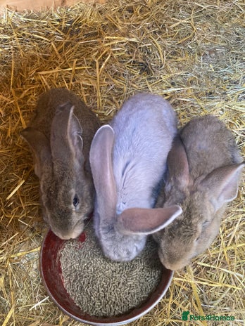 Continental Giant rabbits - Advert 1