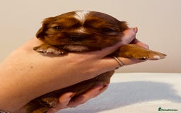 Cavalier King Charles Spaniel dogs for sale: Stunning KC Cavalier King Charles Spaniel Puppies. - Image 26