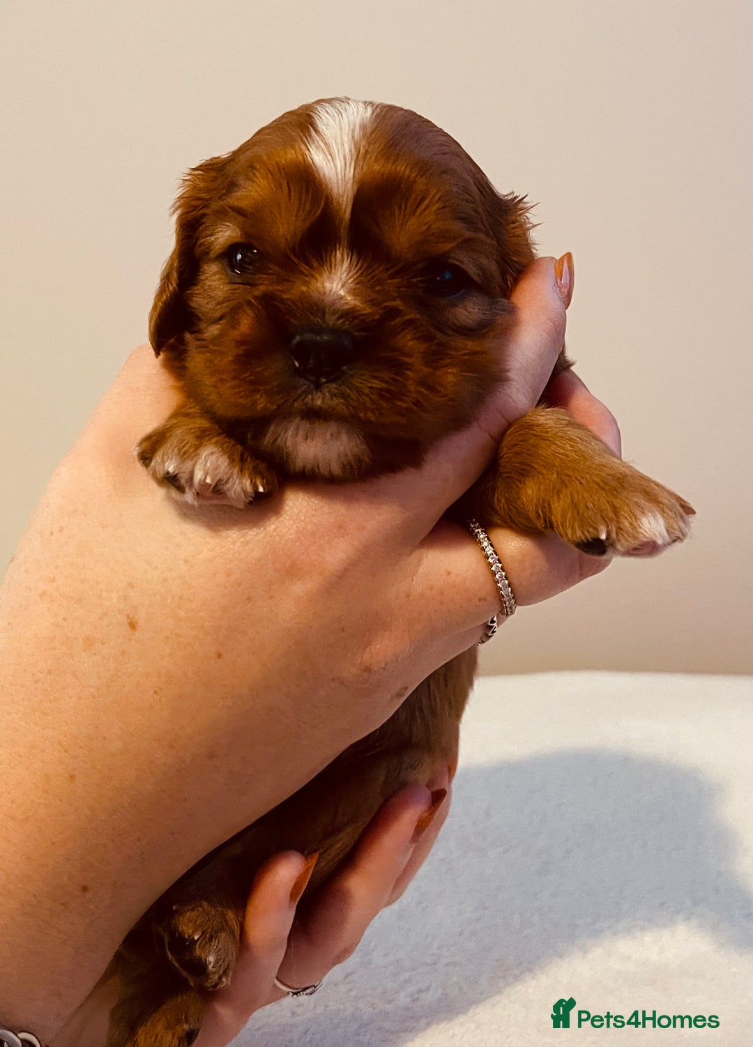 Cavalier King Charles Spaniel dogs for sale: Stunning KC Cavalier King Charles Spaniel Puppies. - Image 26