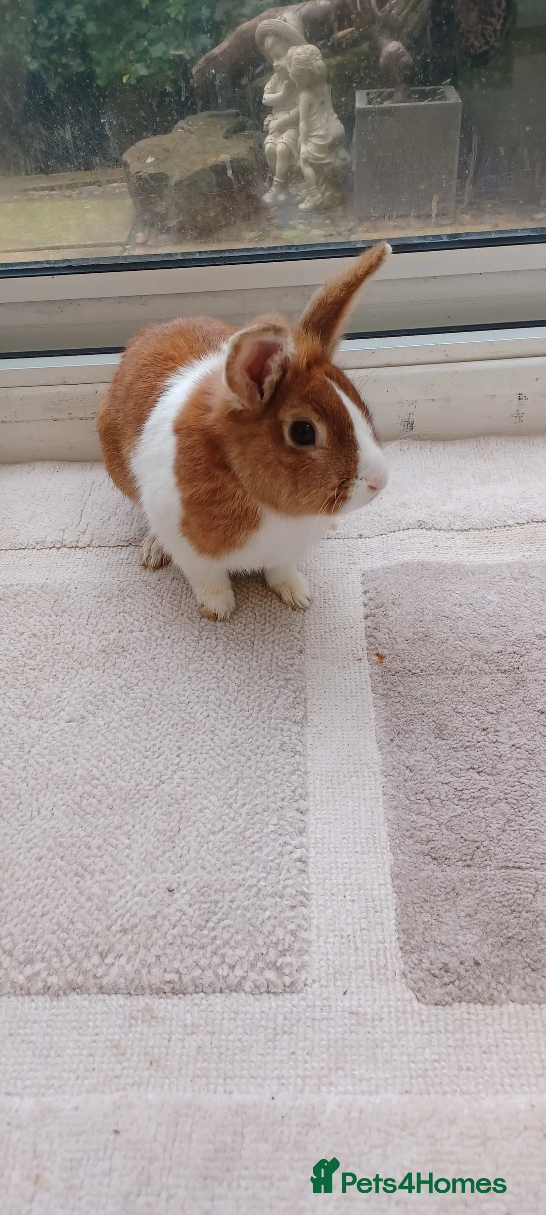 Dutch rabbits for sale: Dutch rabbit. Male  in Coulsdon - Advert 5
