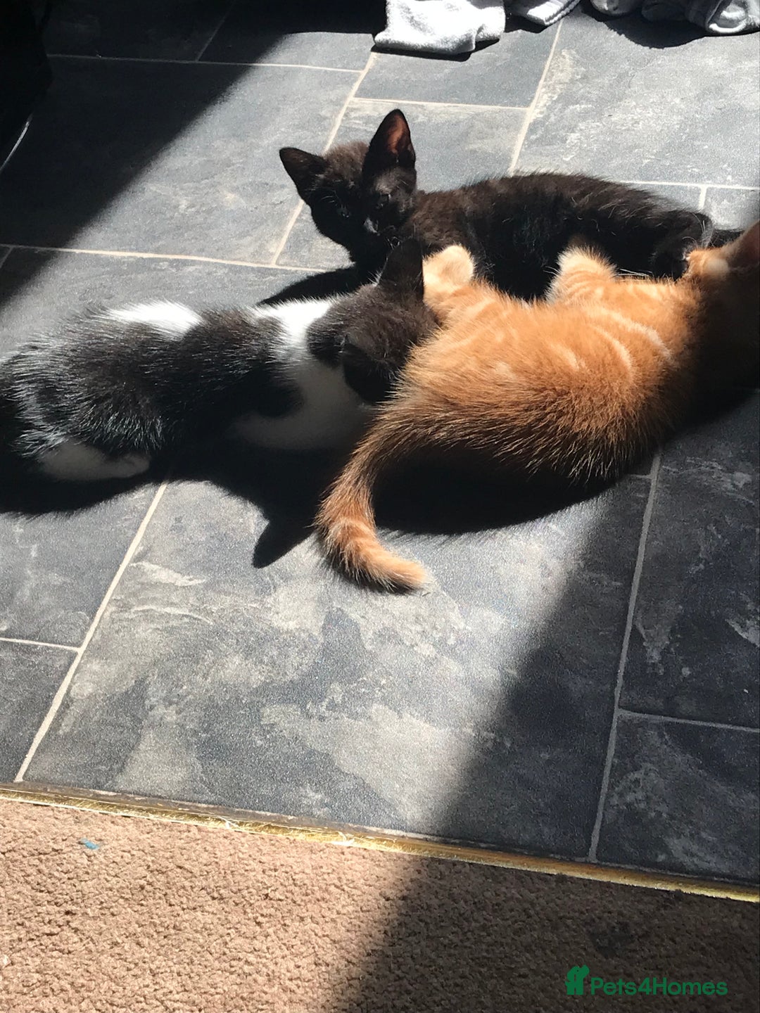 British Shorthair cats for sale: Looking for there forever homes  - Image 1