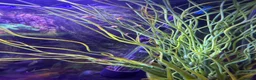 Mollies fish for sale: Balloon molly babies - Advert 3